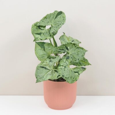 Syngonium Green Splash panasovana izbova rastlina