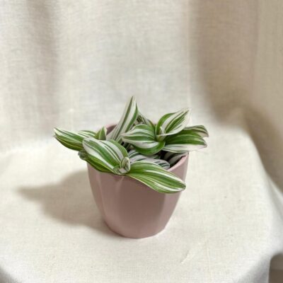 Tradescantia ‘White Nanouk’ vynikne medzi ostatnými zelenými rastlinami a stane sa ozdobou vášho domova svojimi neobvyklými listami, ktoré zaručene pritiahnu pozornosť. Je nenáročná na starostlivosť, čo z nej robí ideálneho spoločníka pre začínajúcich, ale aj skúsených pestovateľov izbových rastlín.