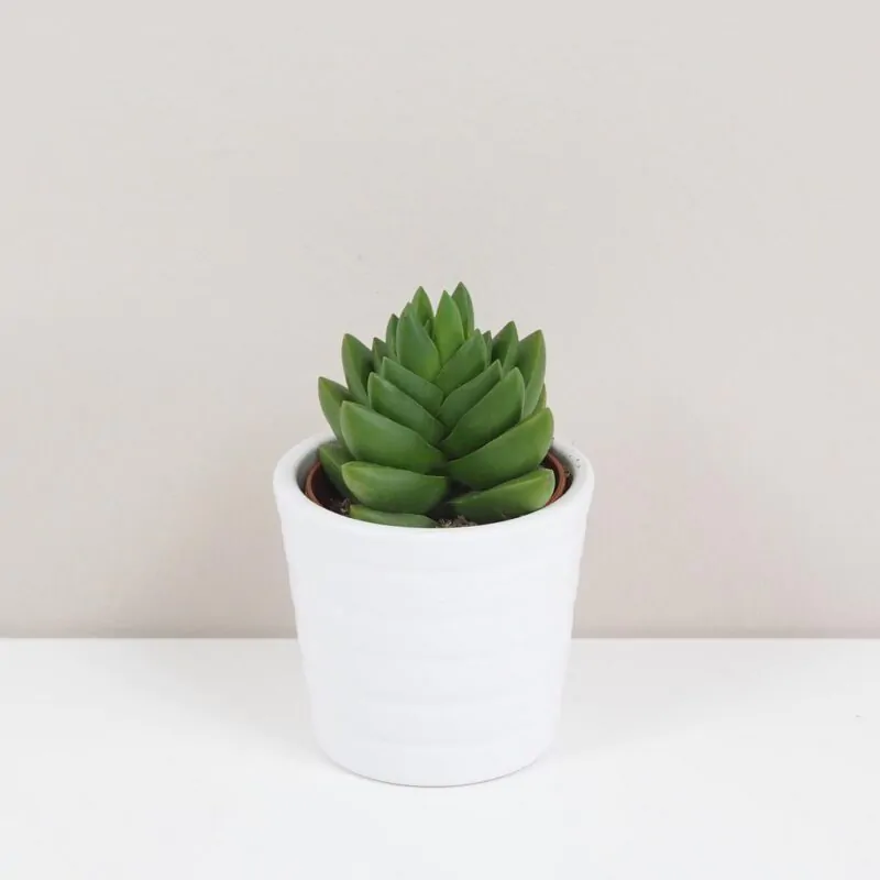 tucnolist crassula ben sukulent