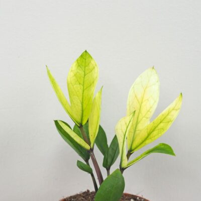 Zamioculcas zamiifolia Chameleon vzacna izbova rastlina