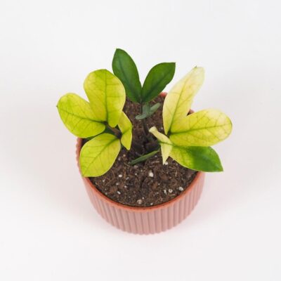 Zamioculcas zamiifolia Chameleon vzacna izbova rastlina