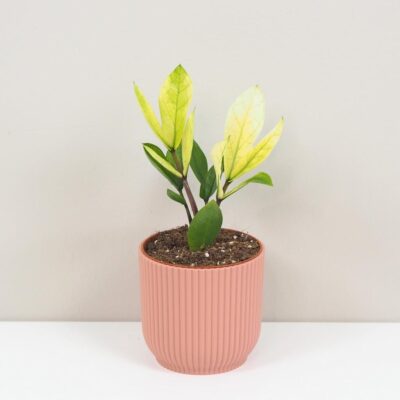 Zamioculcas zamiifolia Chameleon vzacna izbova rastlina