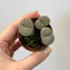 Živé kamene / Lithopsy sivé Živé kamene / Lithopsy sive sede sukulenty zaujimave