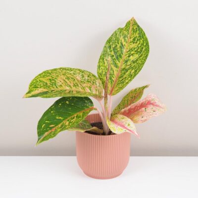 Aglaonema ‘Forest Pink’ Aglaonema Forest Pink farebna izbova rastlina