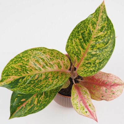 Aglaonema ‘Forest Pink’ Aglaonema Forest Pink farebna izbova rastlina