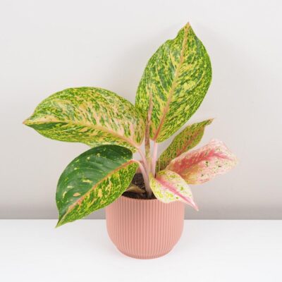 Aglaonema ‘Forest Pink’ Aglaonema Forest Pink farebna izbova rastlina
