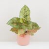 Aglaonema ‘Pistachio Pink’ aglaonema Pistachio Pink nenarocna izbova rastlina