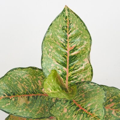 Aglaonema ‘Pistachio Pink’ aglaonema Pistachio Pink nenarocna izbova rastlina