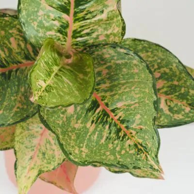 Aglaonema ‘Pistachio Pink’ aglaonema Pistachio Pink nenarocna izbova rastlina