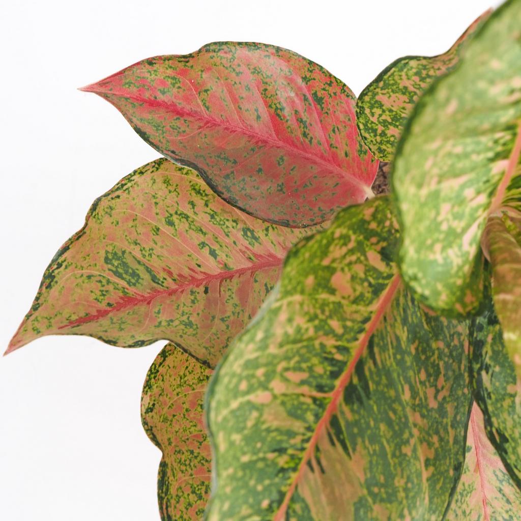 Aglaonema ‘Pistachio Pink’ aglaonema Pistachio Pink nenarocna izbova rastlina