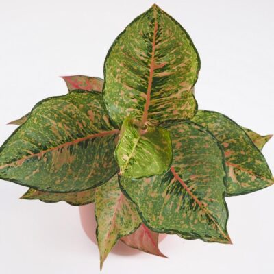 Aglaonema ‘Pistachio Pink’ aglaonema Pistachio Pink nenarocna izbova rastlina