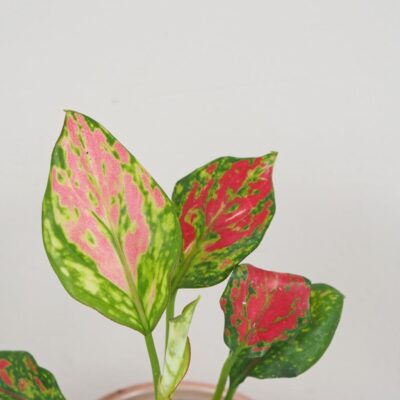 Aglaonema ‘Red Valentine’ malá aglaonema red valentine mala ruzova