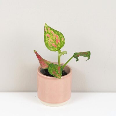 Aglaonema ‘Red Valentine’ malá aglaonema red valentine mala ruzova