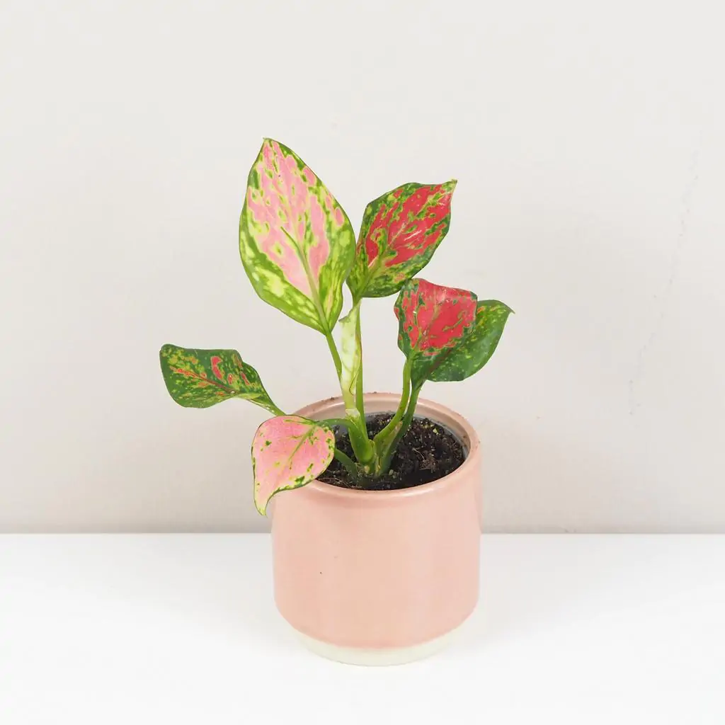 Aglaonema ‘Red Valentine’ malá