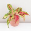 Aglaonema ‘Siam Violet Aglaonema Siam Violet farebna nenarocna izbova rastlina