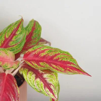 Aglaonema Siam Violet farebna nenarocna izbova rastlina