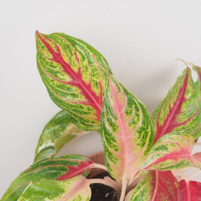 Aglaonema Siam Violet farebna nenarocna izbova rastlina