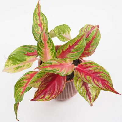 Aglaonema Siam Violet farebna nenarocna izbova rastlina