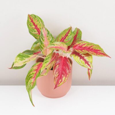 Top 10 nenáročných izbových rastlín pre začiatočníkov Aglaonema Siam Violet farebna nenarocna izbova rastlina