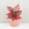 Aglaonema ‘Spicy Pink’ aglaonema spicy pink ruzova izbova rastlina