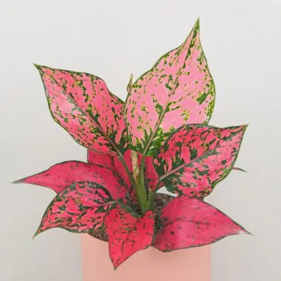 Aglaonema ‘Spicy Pink’ aglaonema spicy pink ruzova izbova rastlina