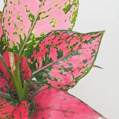 Aglaonema ‘Spicy Pink’ aglaonema spicy pink ruzova izbova rastlina