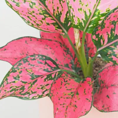Aglaonema ‘Spicy Pink’ aglaonema spicy pink ruzova izbova rastlina