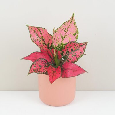 Top 10 nenáročných izbových rastlín pre začiatočníkov aglaonema spicy pink ruzova izbova rastlina