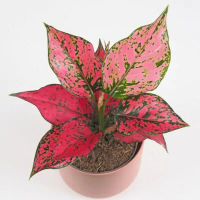 Aglaonema ‘Spicy Pink’ aglaonema spicy pink ruzova izbova rastlina