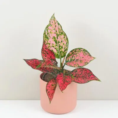 Aglaonema ‘Spicy Pink’ aglaonema spicy pink ruzova izbova rastlina