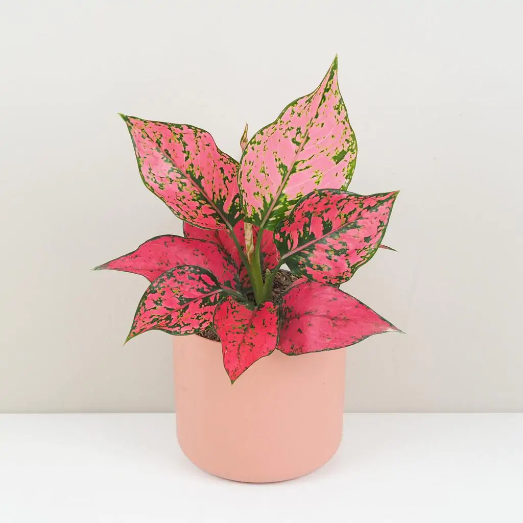 Aglaonema ‘Spicy Pink’