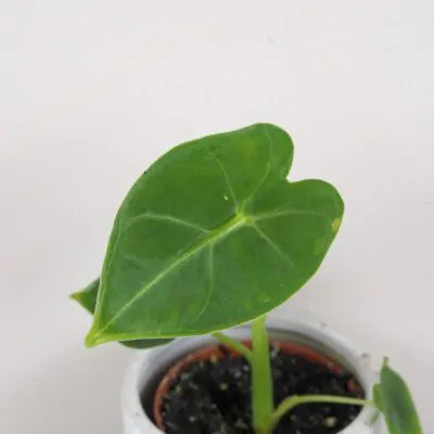 Alocasia ‘Frydek’ malá aglaonema frydek mala