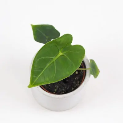 Alocasia ‘Frydek’ malá aglaonema frydek mala