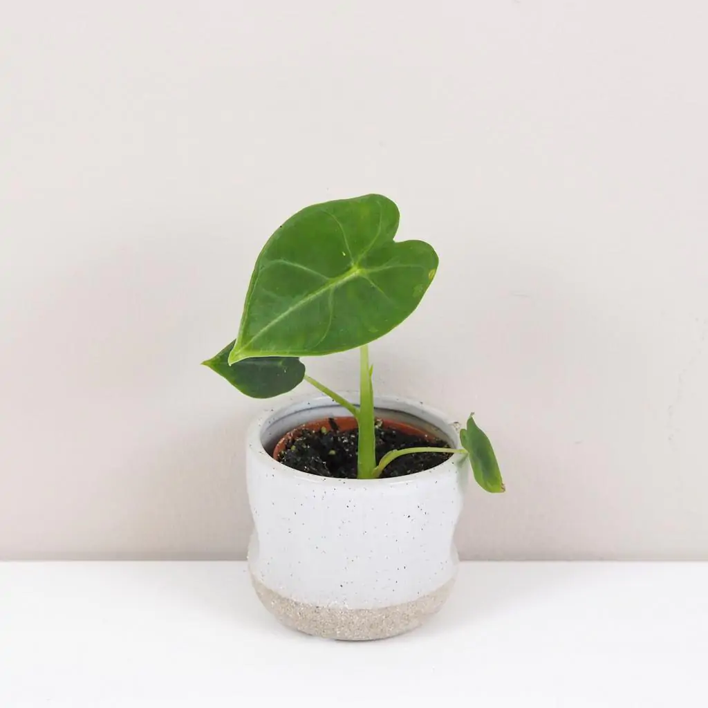 Alocasia ‘Frydek’ malá