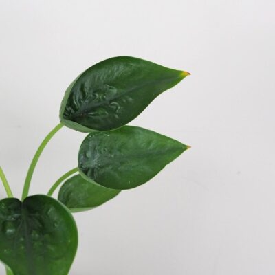 Alocasia ‘Tiny Dancer’ Alocasia Tiny Dancer