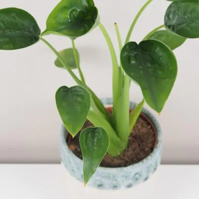 Alocasia Tiny Dancer