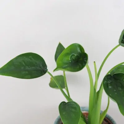 Alocasia Tiny Dancer