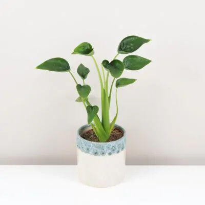 Alocasia Tiny Dancer