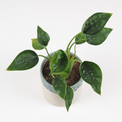 Alocasia Tiny Dancer