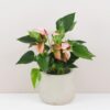 Anthurium andraeanum ‘Matata’ anthurium matata ruzova kvitnuca rastlina