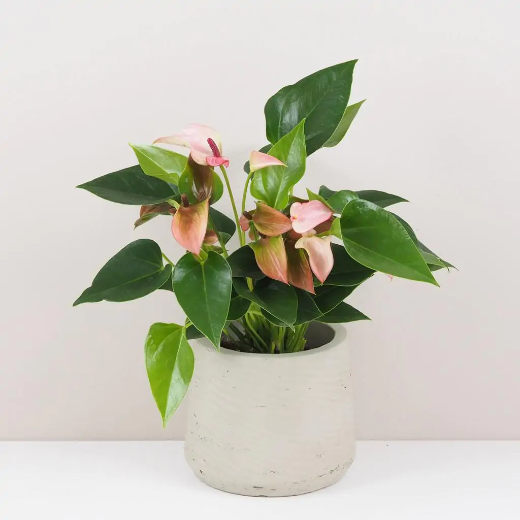 Anthurium andraeanum ‘Matata’