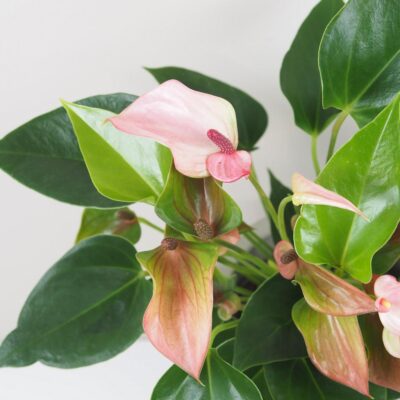 Anthurium andraeanum ‘Matata’ anthurium matata ruzova kvitnuca rastlina