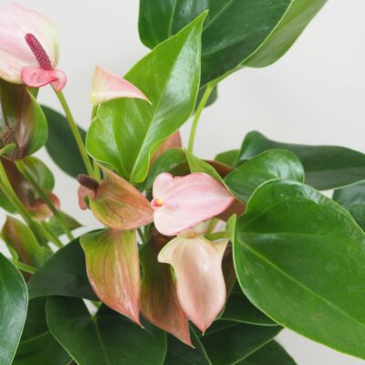 Anthurium andraeanum ‘Matata’ anthurium matata ruzova kvitnuca rastlina