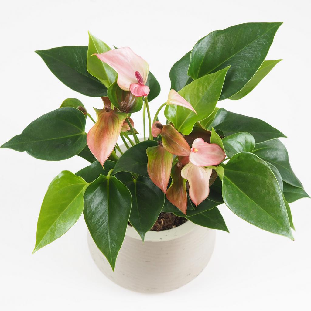 Anthurium andraeanum ‘Matata’ anthurium matata ruzova kvitnuca rastlina