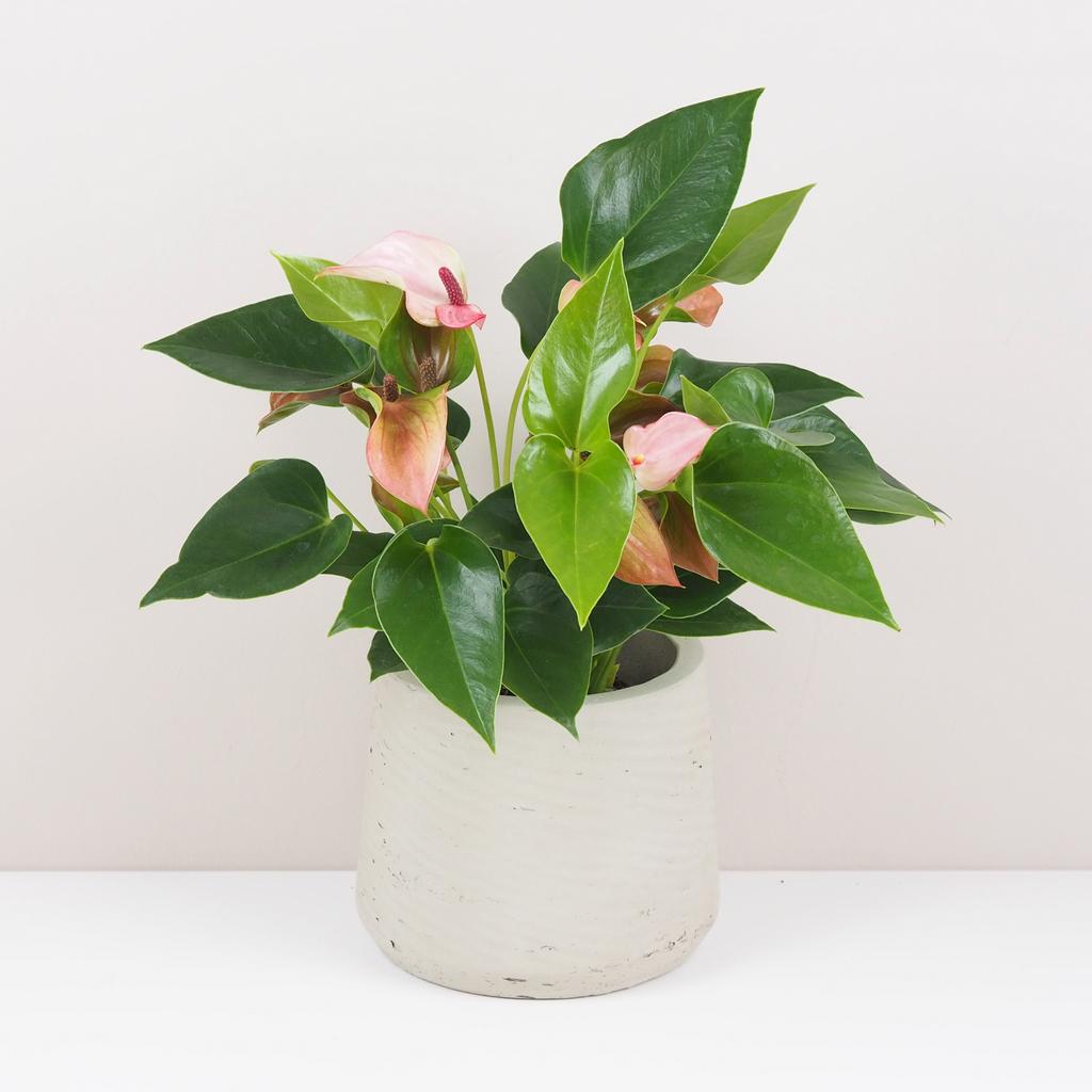 Anthurium andraeanum ‘Matata’ anthurium matata ruzova kvitnuca rastlina