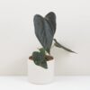 Anthurium ‘Queen of Hearts’ veľké Anthurium ‘Queen of Hearts’ veľké