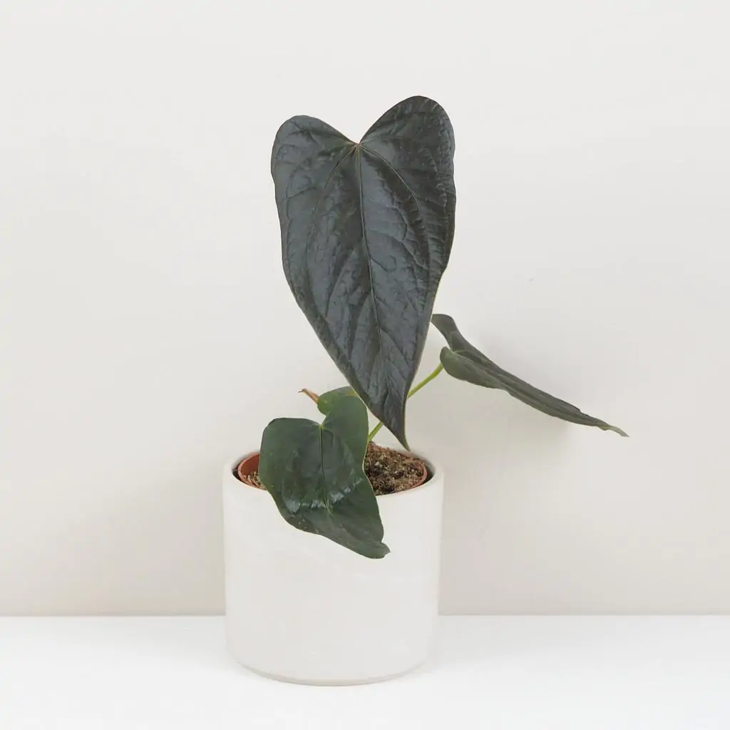 Anthurium ‘Queen of Hearts’ veľké