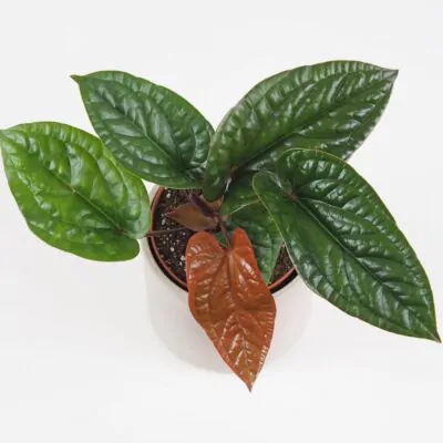 Anthurium radicans x luxurians anthurium radicans x luxurians vzacna izbova rastlina