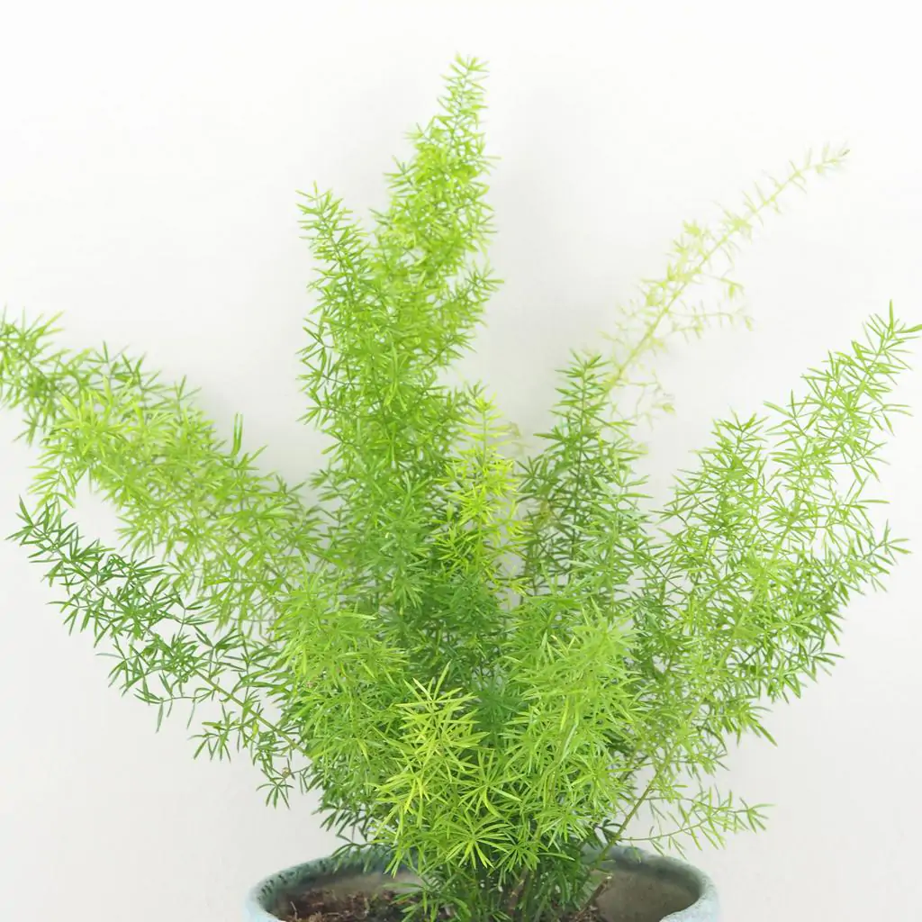 Asparagus densiflorus ‘Meyerii’ asparagus densiflorus meyerii vlhkomilna izbova rastlina