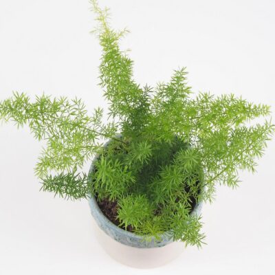 Asparagus densiflorus ‘Meyerii’ asparagus densiflorus meyerii vlhkomilna izbova rastlina